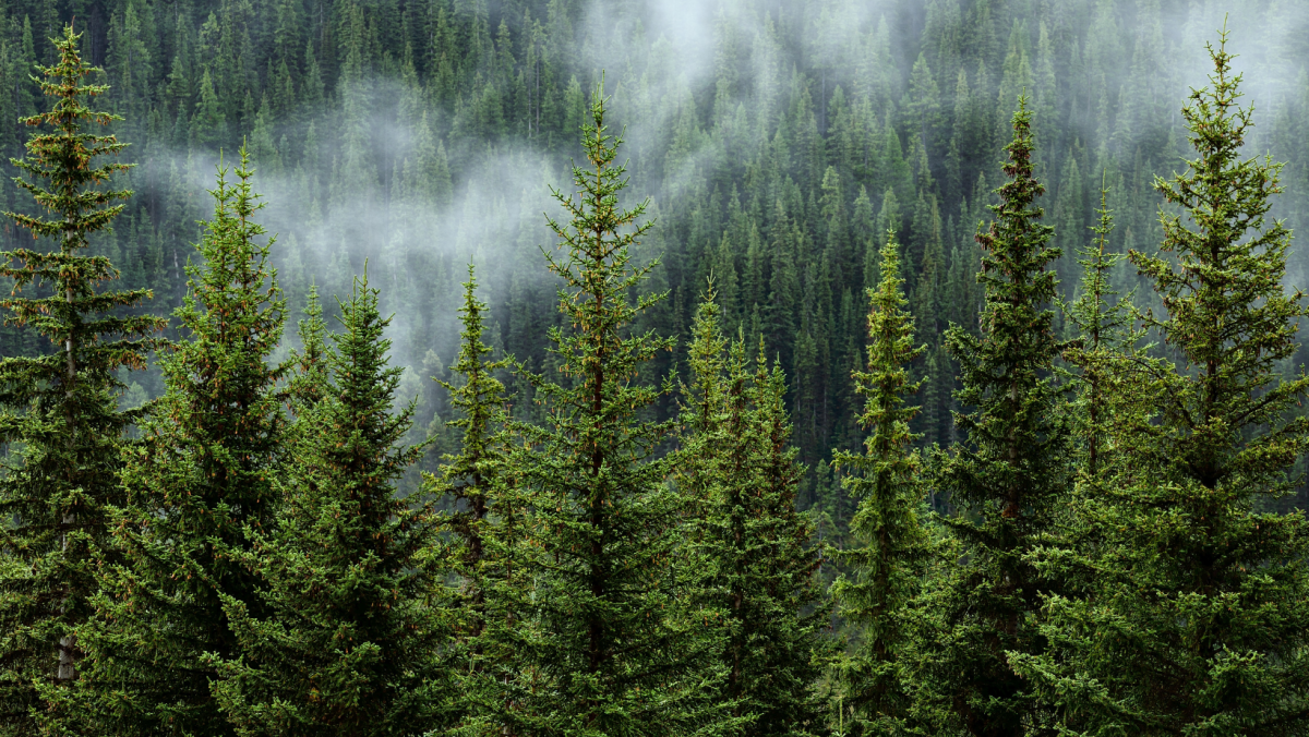 Logent environmental responsibility